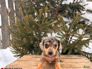 Miniature Dachshund dogs Casey - Ad 27