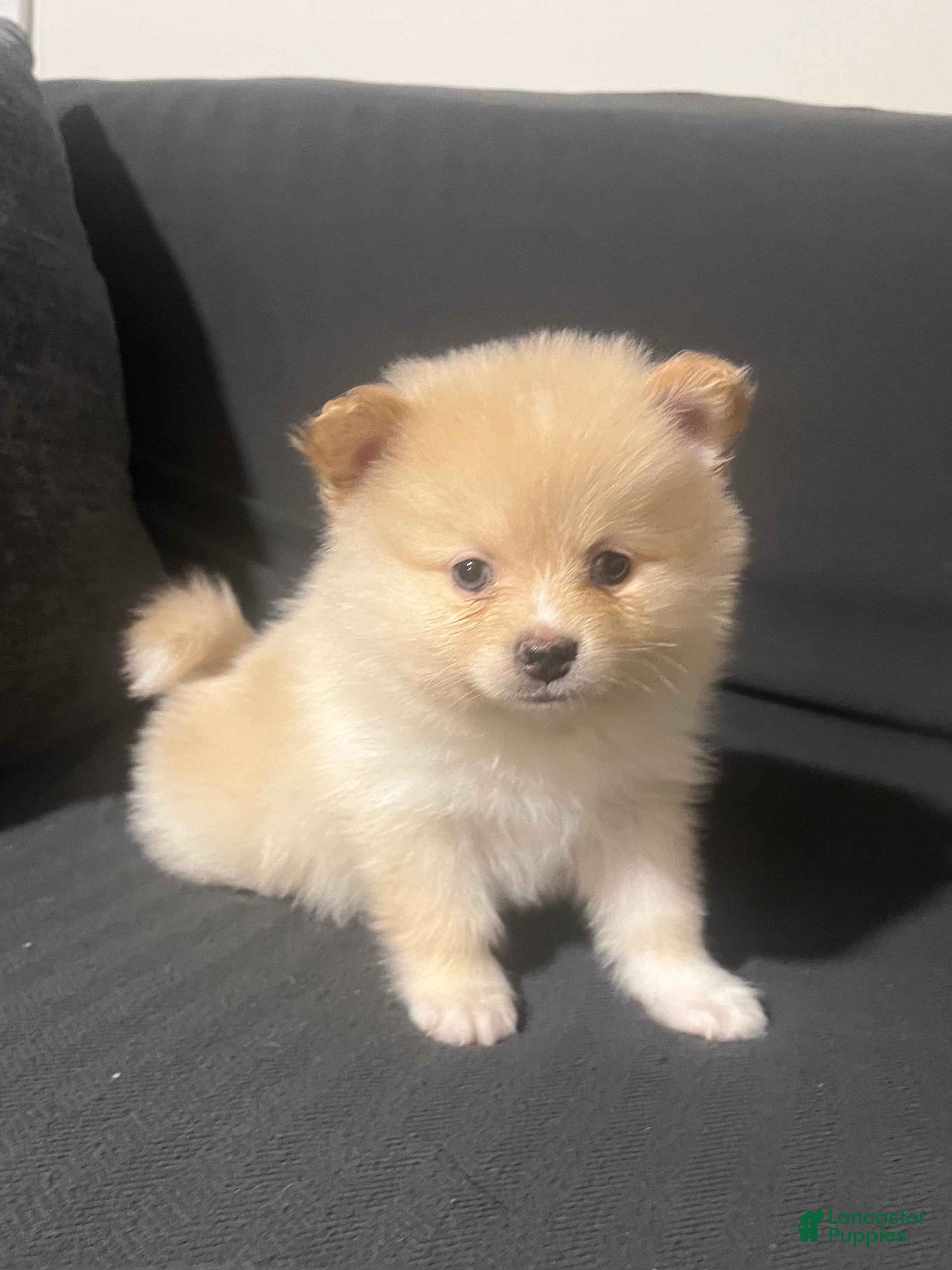 Pomeranian dogs Pomeranian Puppy 3 - Ad 31