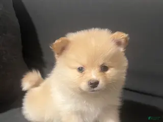 Pomeranian dogs Pomeranian Puppy 3 - Ad 11