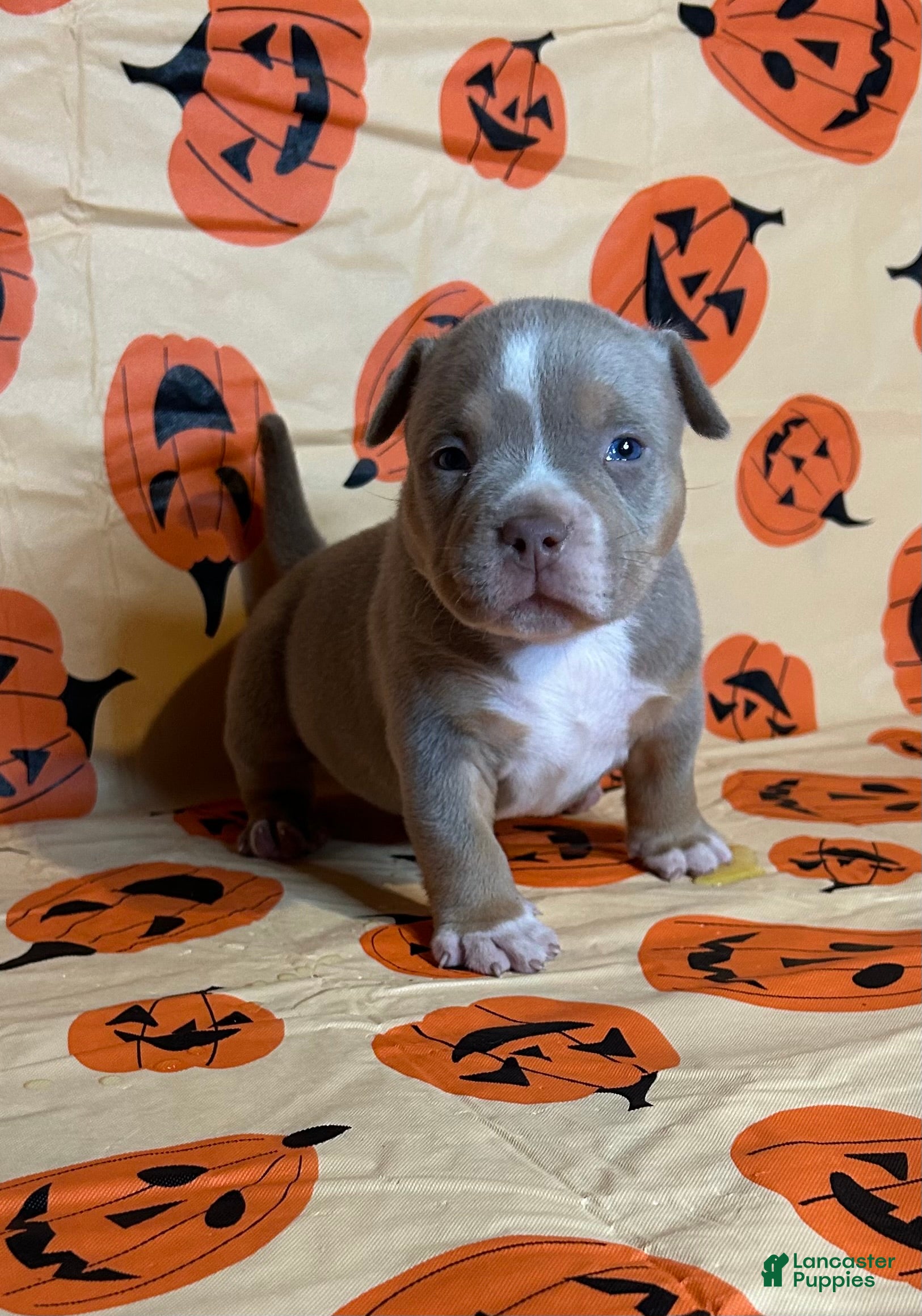 American Bully dogs American Bully 1 (Turquoise collar) - Ad 19
