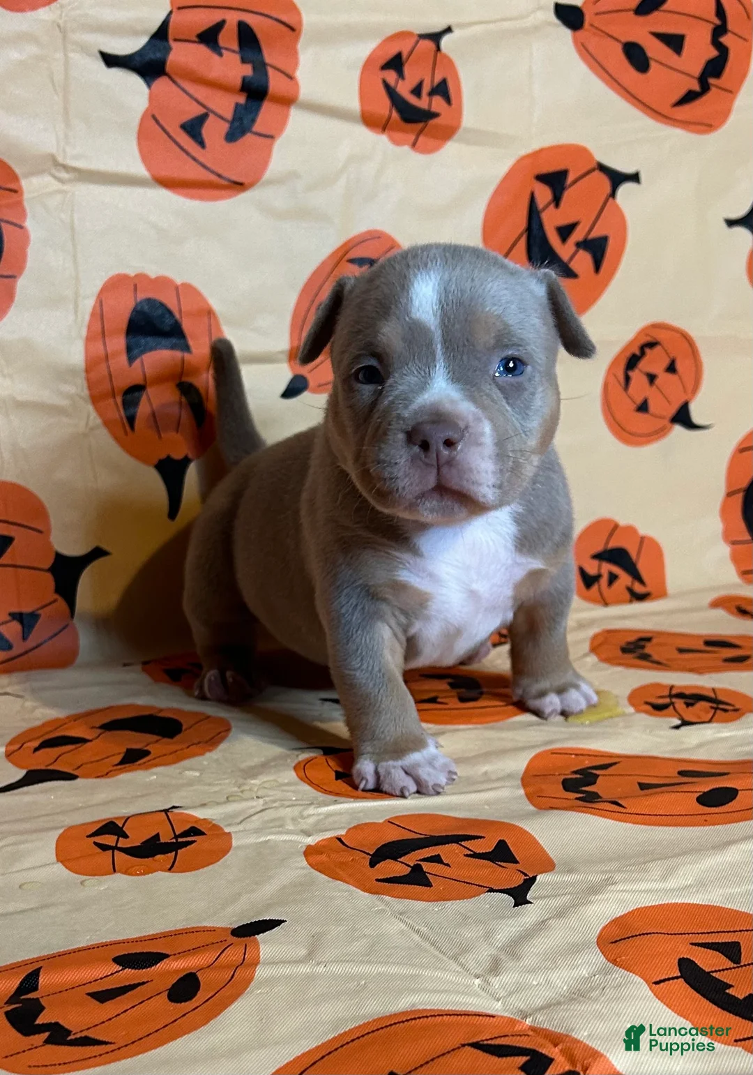 American Bully dogs for sale: American Bully 1 (Turquoise collar) - Ad 1