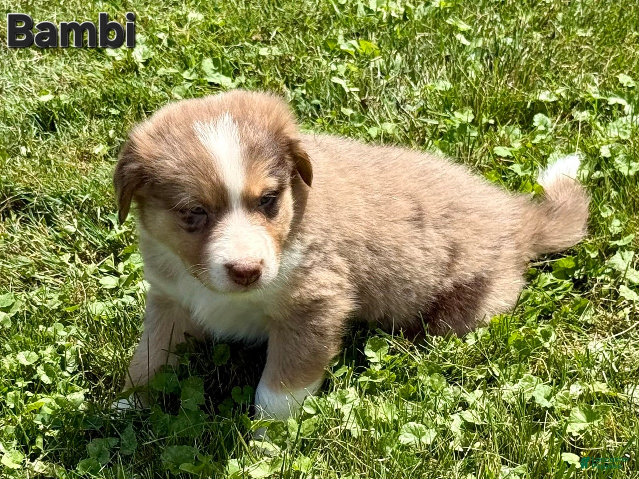 Australian Shepherd dogs Australian Shepherd 5 - Ad 10