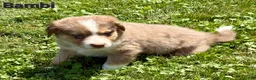 Australian Shepherd dogs for sale: Australian Shepherd 5 - Ad 1