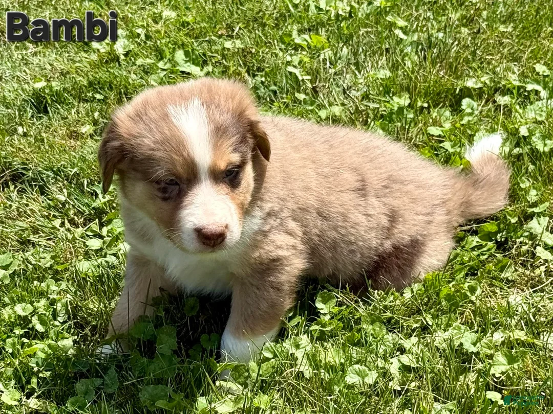 Australian Shepherd dogs for sale: Australian Shepherd 5 - Ad 1
