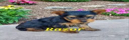 Yorkshire Terrier dogs for sale: Razor - Ad 3