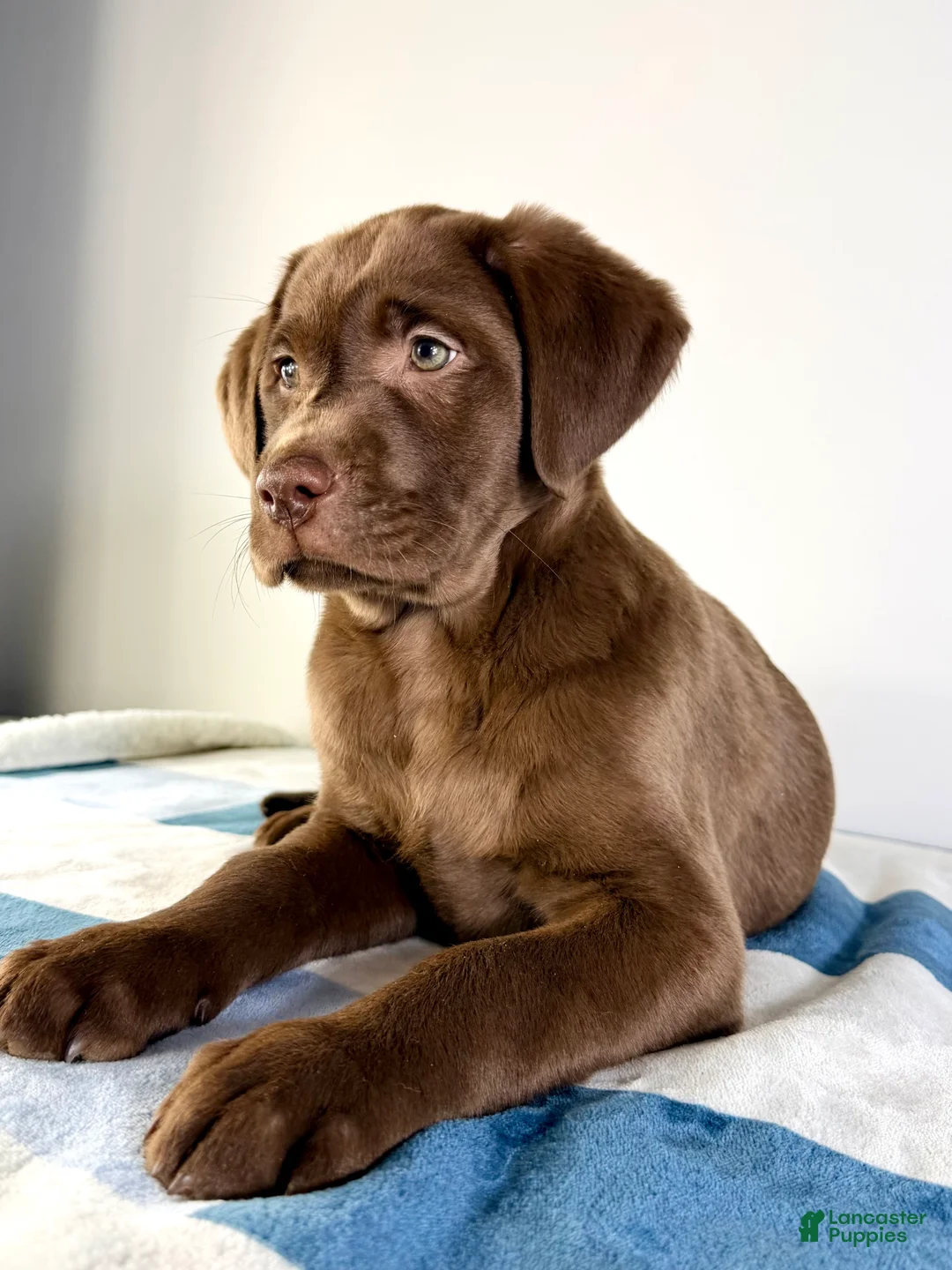 Labrador Retriever dogs for sale: AKC Lenny - Ad 4
