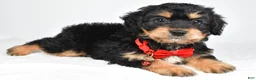 Mixed Breed dogs for sale: Teagan - Ad 11