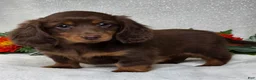 Miniature Dachshund dogs for sale: Joash - Ad 3