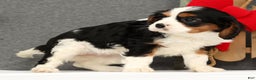Cavalier King Charles Spaniel dogs for sale: Lady - Ad 5
