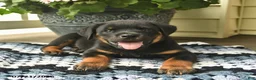 Rottweiler dogs for sale: Melody  - Ad 3
