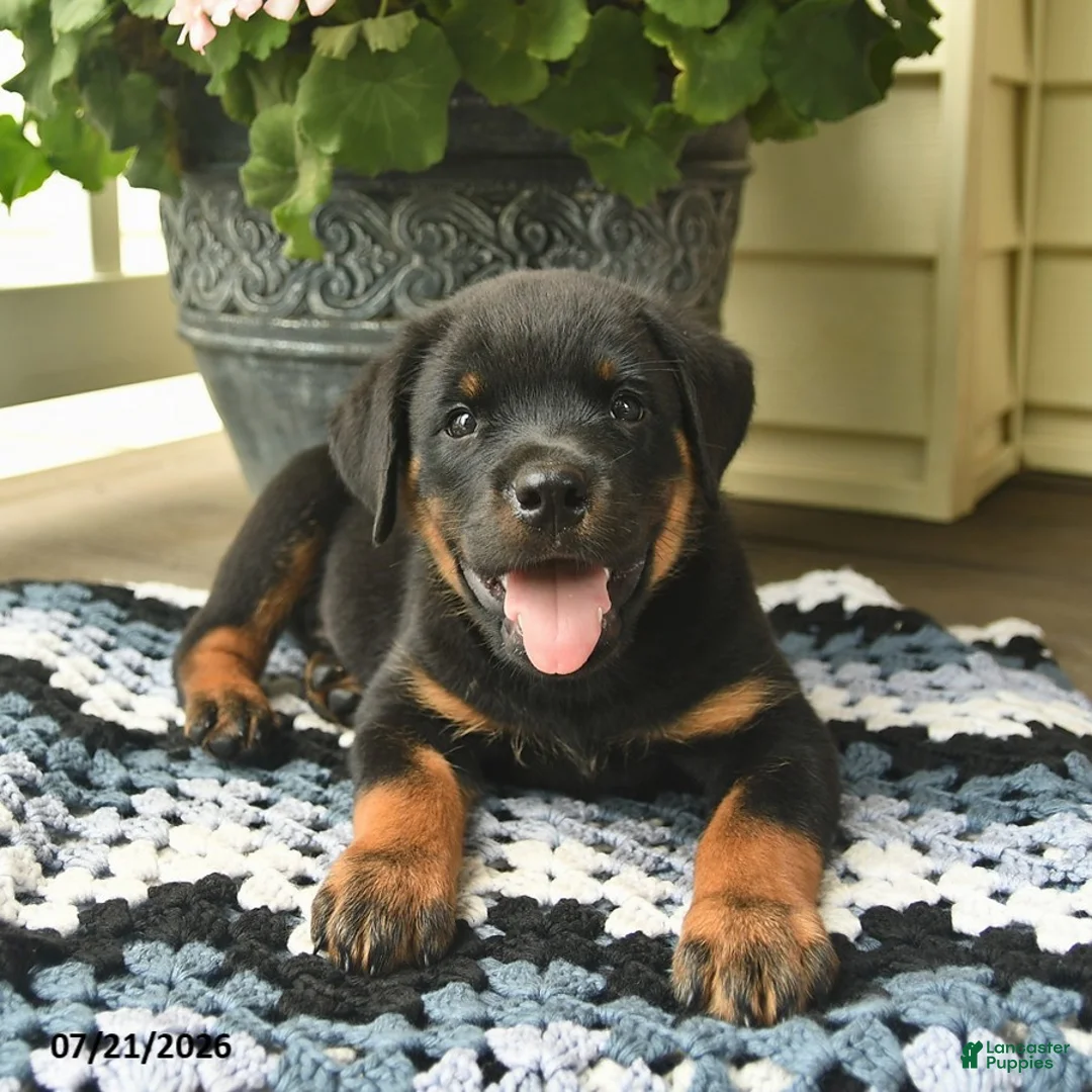 Rottweiler dogs for sale: Melody  - Ad 3