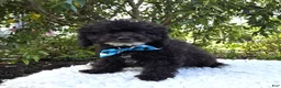 Toy Poodle dogs for sale: Billy - Ad 5