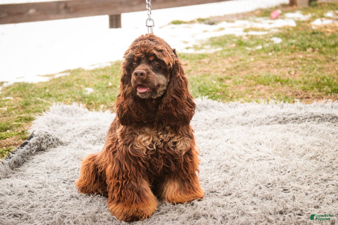 Cocker Spaniel dogs for sale: Dane - Ad 5