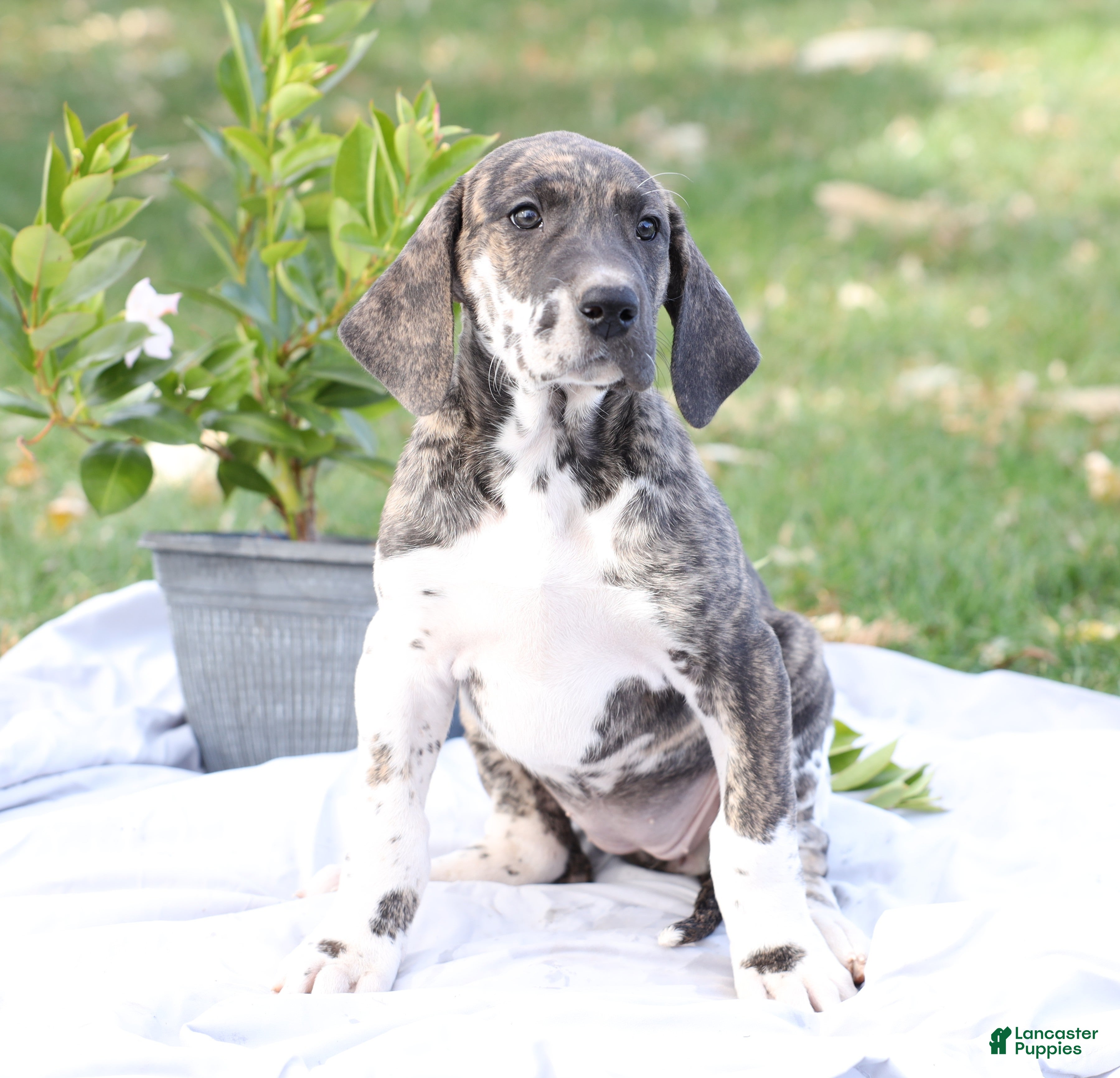 Great Dane dogs Bambi - Ad 38