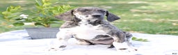 Great Dane dogs for sale: Bambi - Ad 4