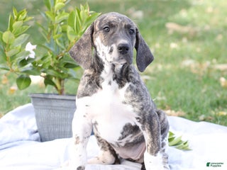 Great Dane dogs Bambi - Ad 40