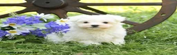 Maltese dogs for sale: Charlie - Ad 5