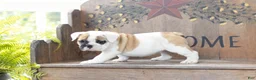 English Bulldog dogs for sale: English Bulldog 4 - Ad 2