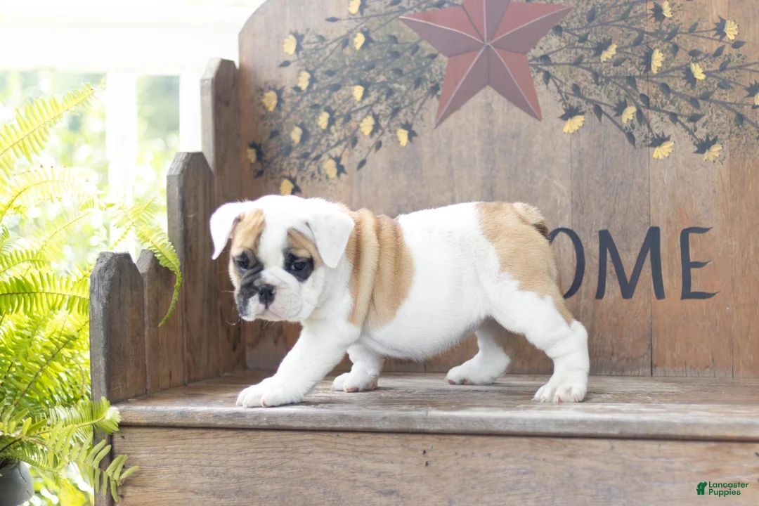 English Bulldog dogs for sale: English Bulldog 4 - Ad 2