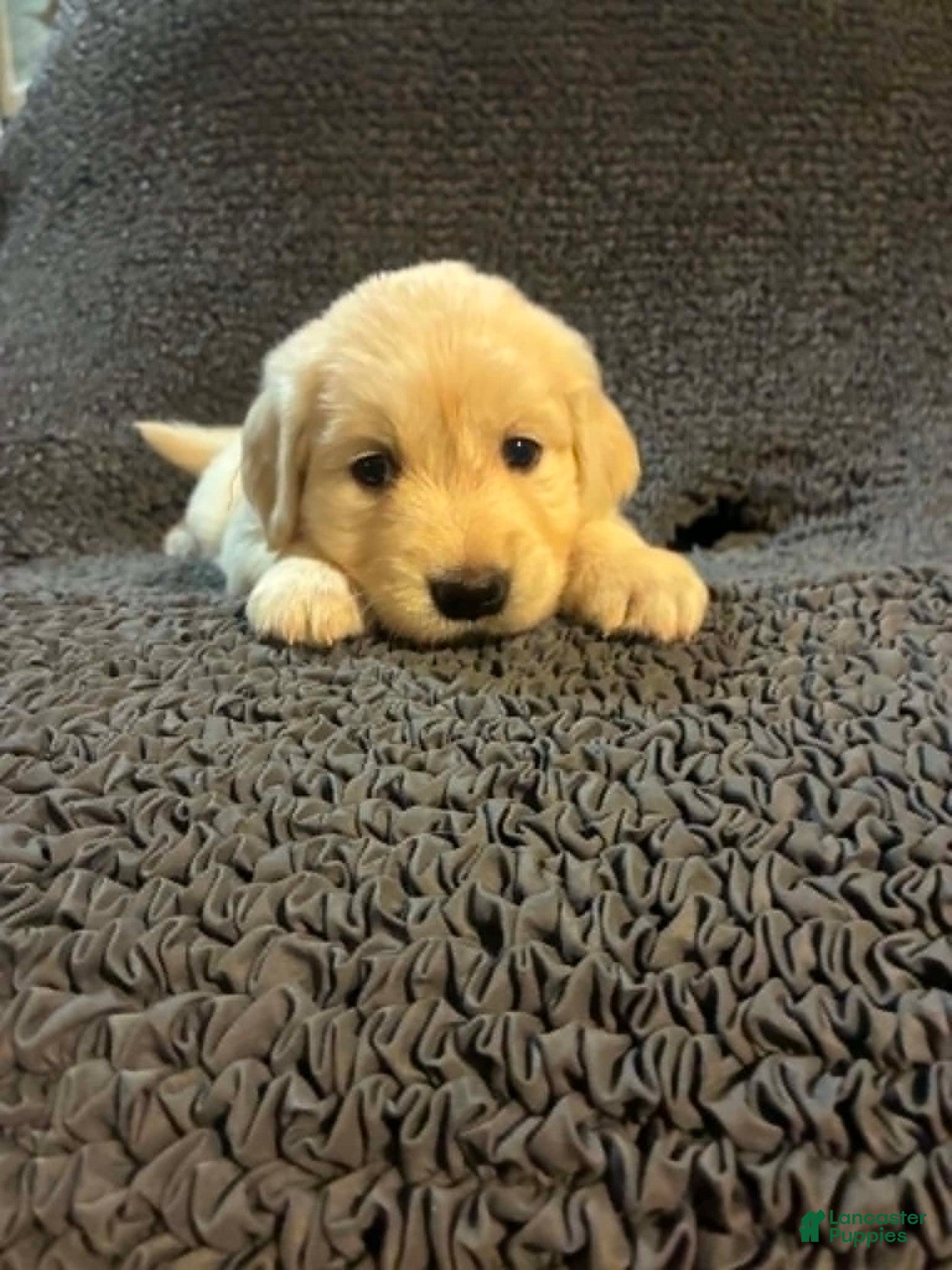 Golden Retriever dogs Sky - Ad 2