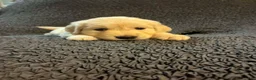 Golden Retriever dogs for sale: Sky - Ad 2