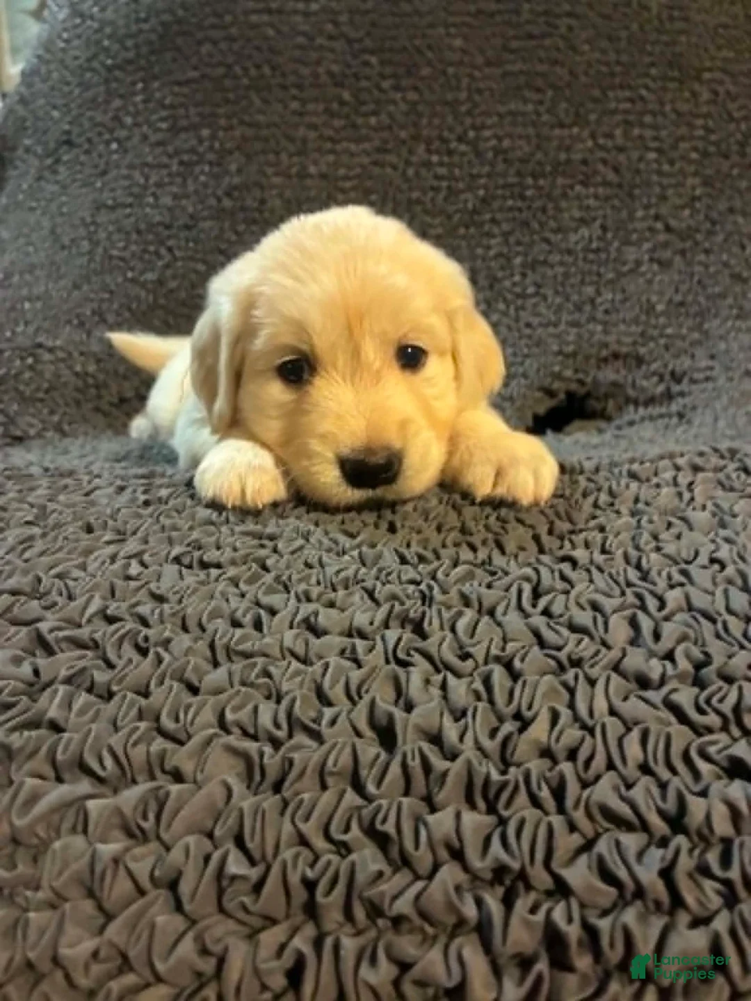 Golden Retriever dogs for sale: Sky - Ad 2