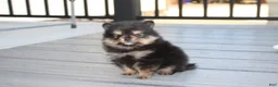 Pomeranian dogs for sale: Tilly - Ad 6