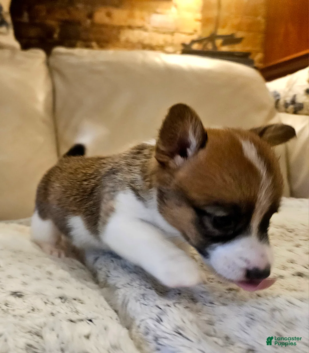 Mixed Breed dogs for sale: Callisto - Ad 2