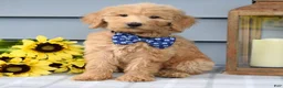 Goldendoodle dogs for sale: Felix - Ad 3