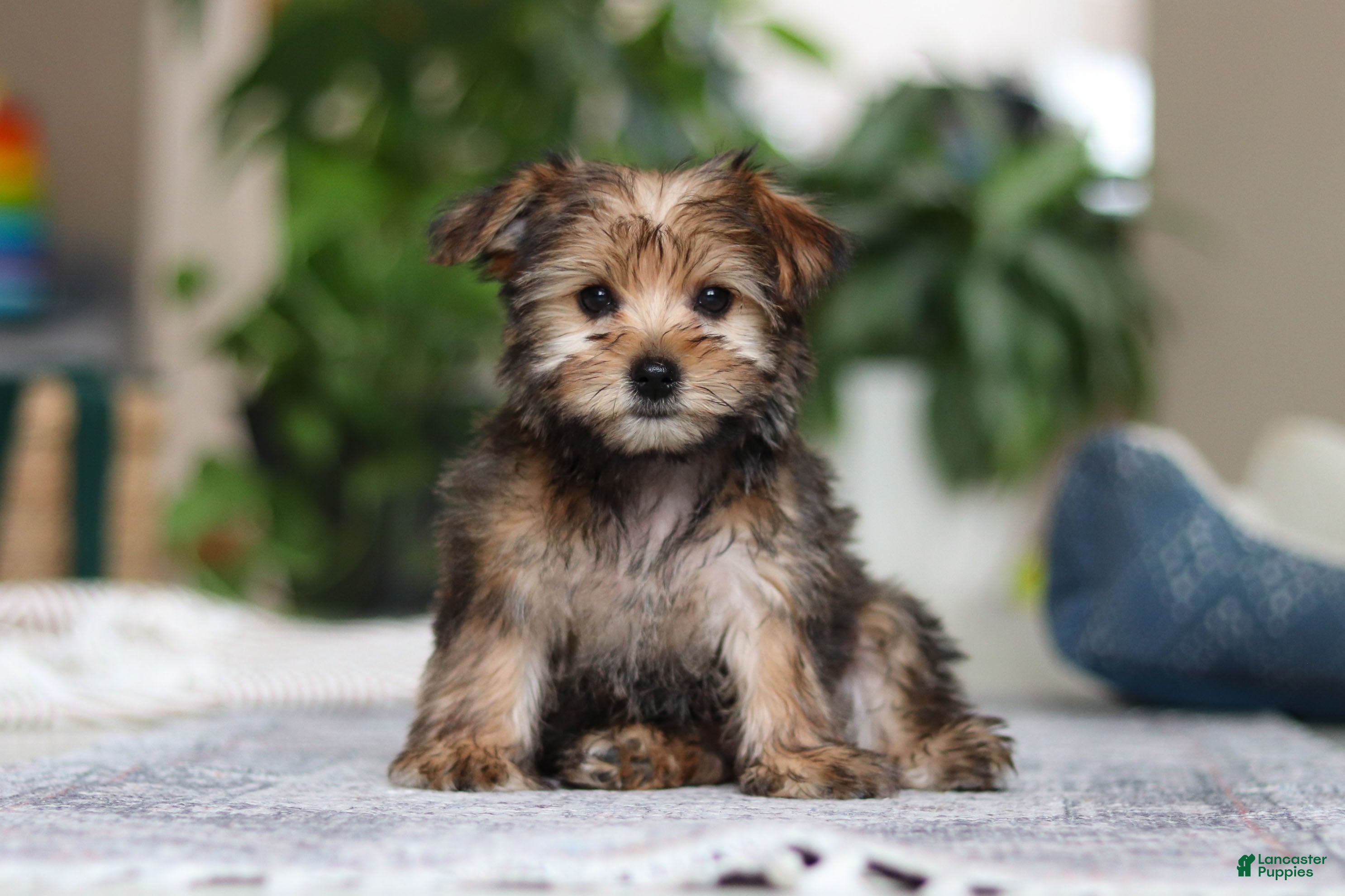 Morkie dogs Samantha - Ad 1