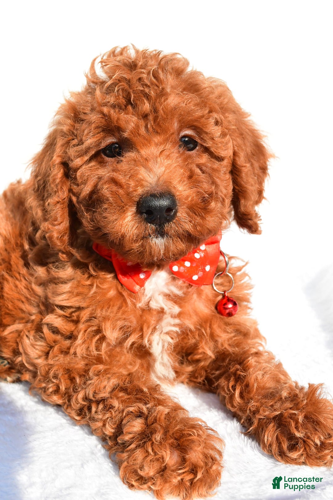 Miniature Poodle dogs for sale: Odell - Ad 5