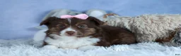 Miniature Australian Shepherd dogs for sale: ELLIE - Ad 19