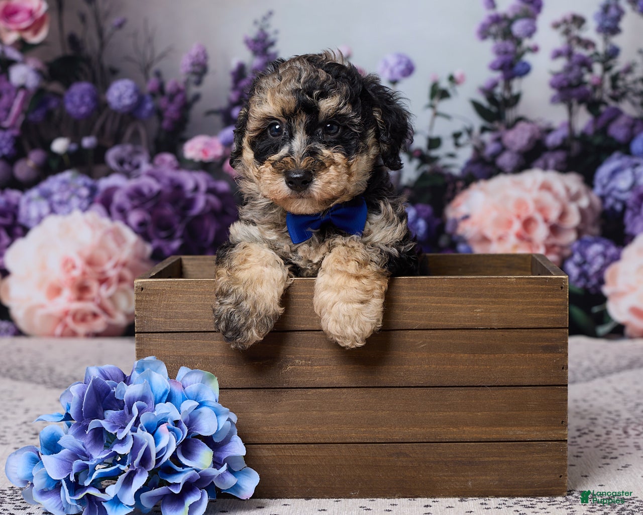 Miniature Poodle dogs for sale: Regan - Ad 2