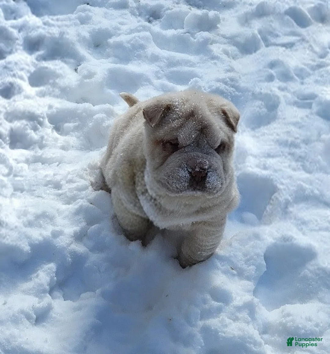 Shar Pei dogs for sale: Blizzard mini - Ad 4