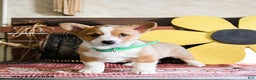 Welsh Corgi Pembroke dogs for sale: Diamond - Ad 4