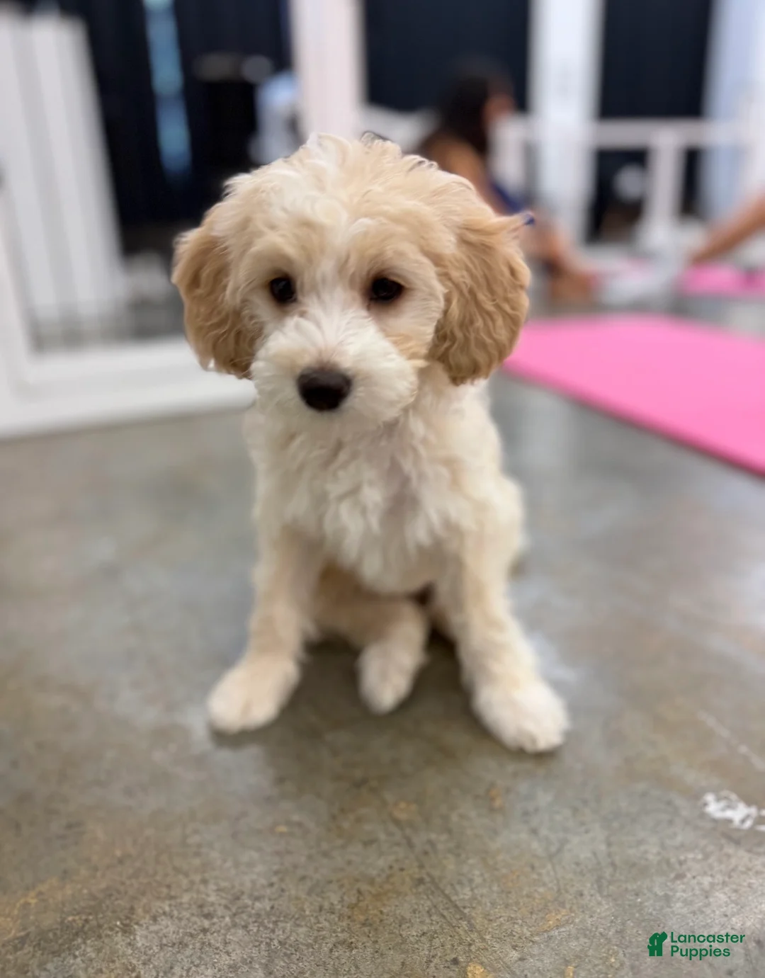 Gallery Image {{count}}