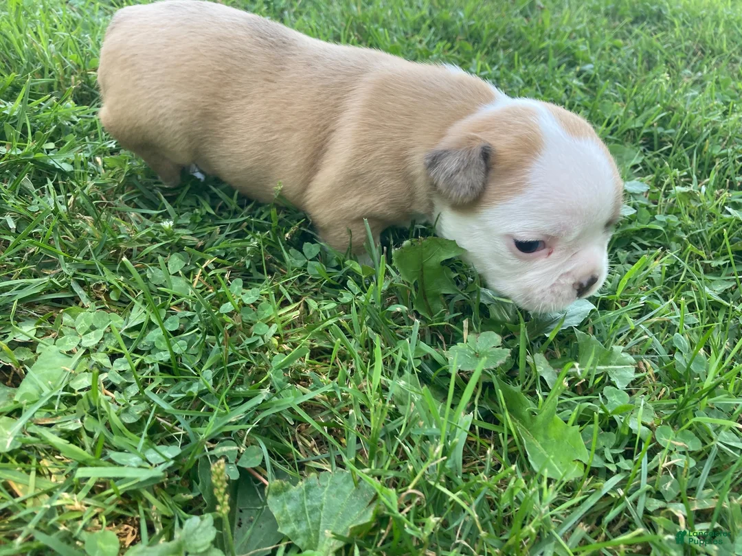 Frenchton dogs for sale: Kit - Ad 7