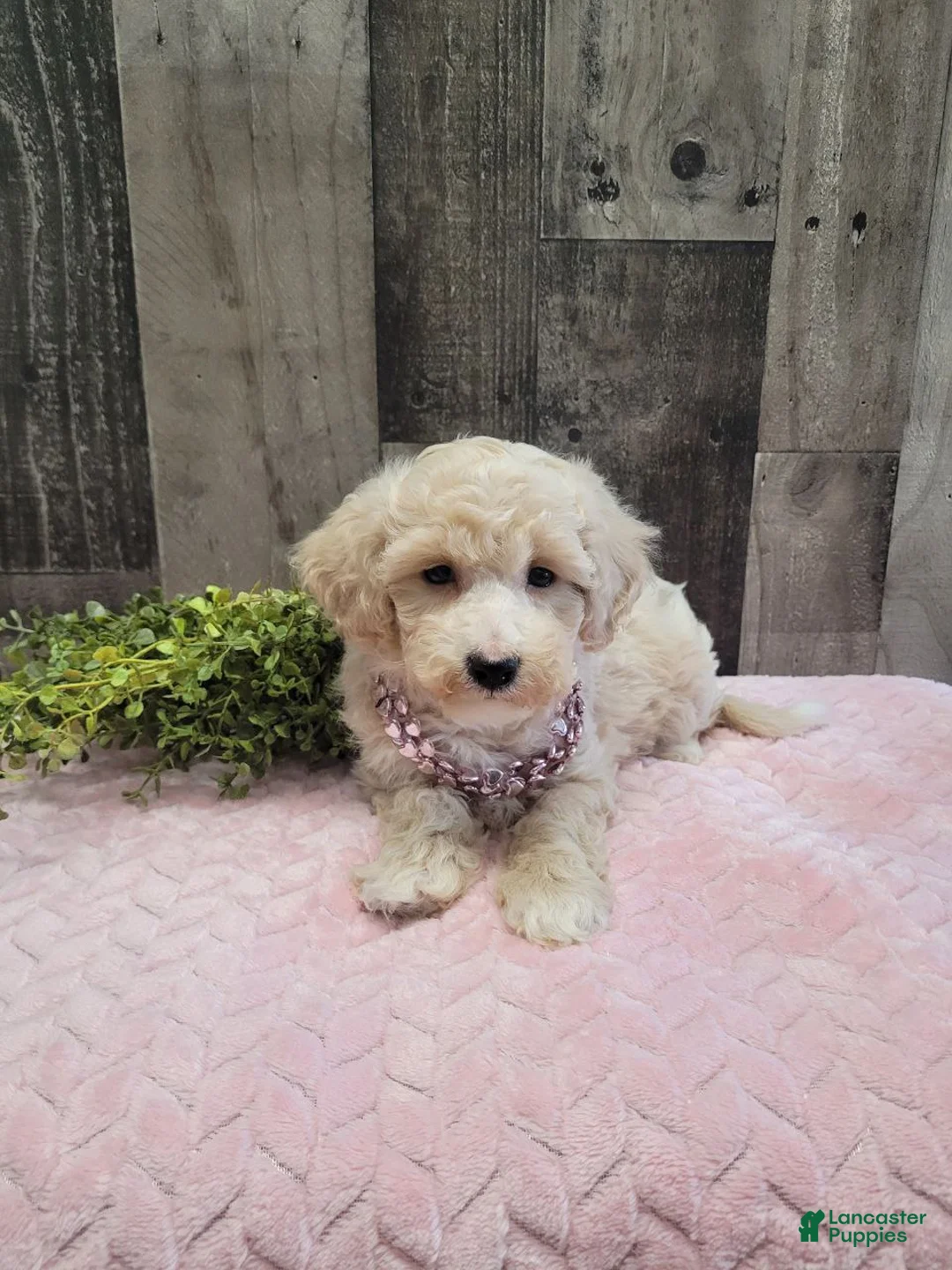 Bichpoo dogs for sale: Sugar - Ad 3