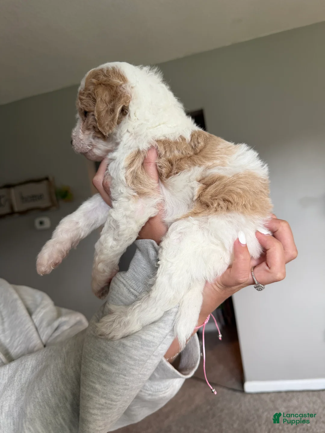 Mini Goldendoodle dogs for sale: Buddy - Ad 2