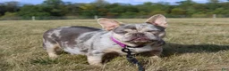 French Bulldog dogs for sale: Twinkle - Ad 6