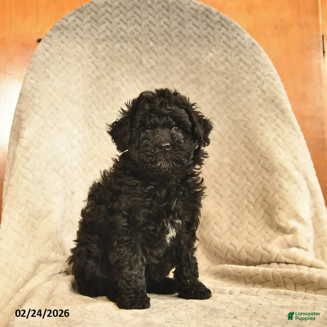 Havapoo dogs for sale: Chai  - Ad 3