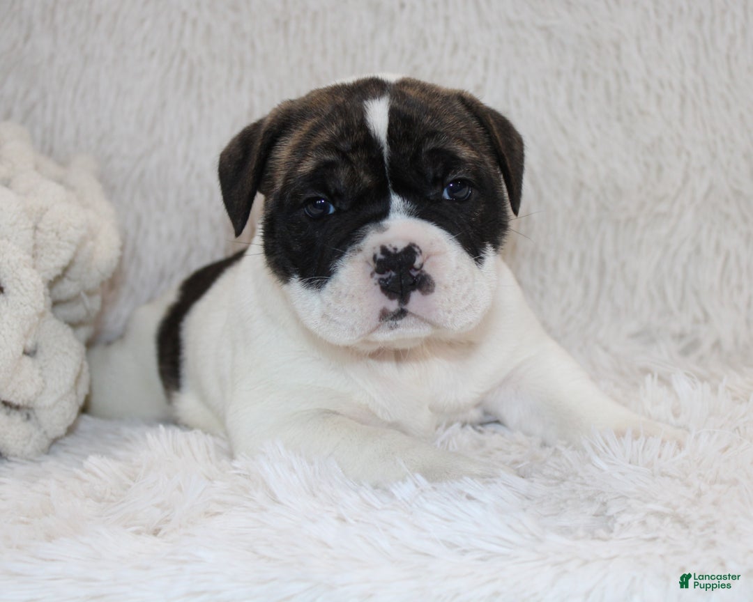 English Bulldog dogs for sale: Riley - Ad 7