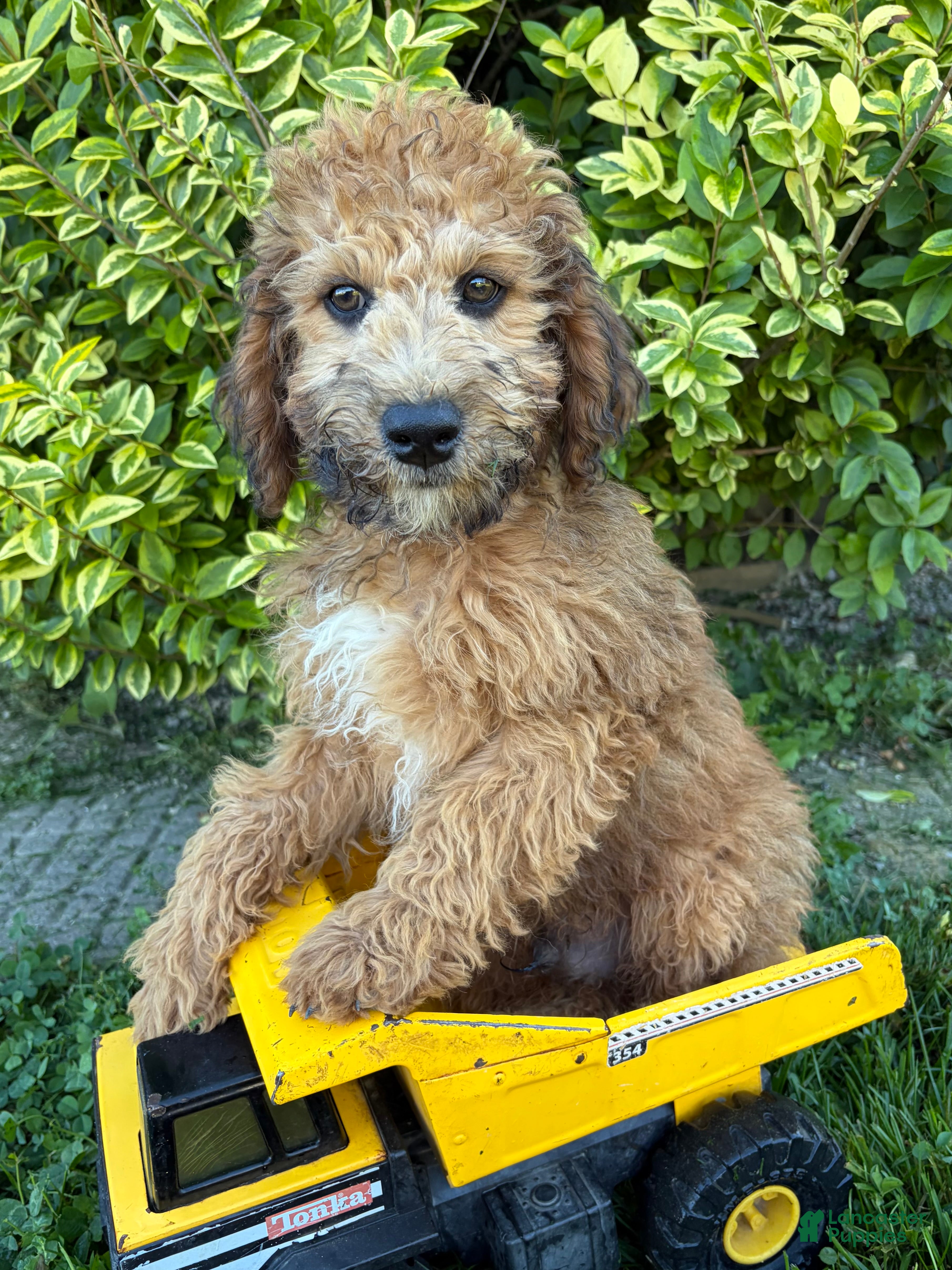 Whoodle dogs Hardy - Ad 1