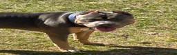 American Bully dogs for sale: American Bully 3 - Ad 3