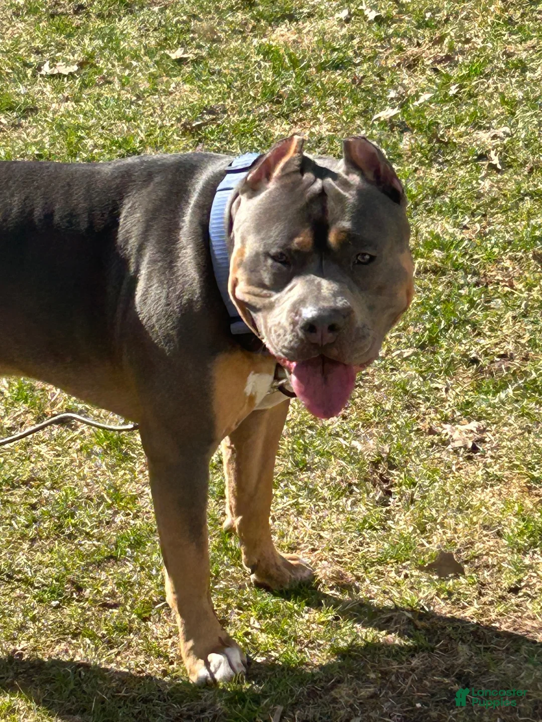 American Bully dogs for sale: American Bully 3 - Ad 3