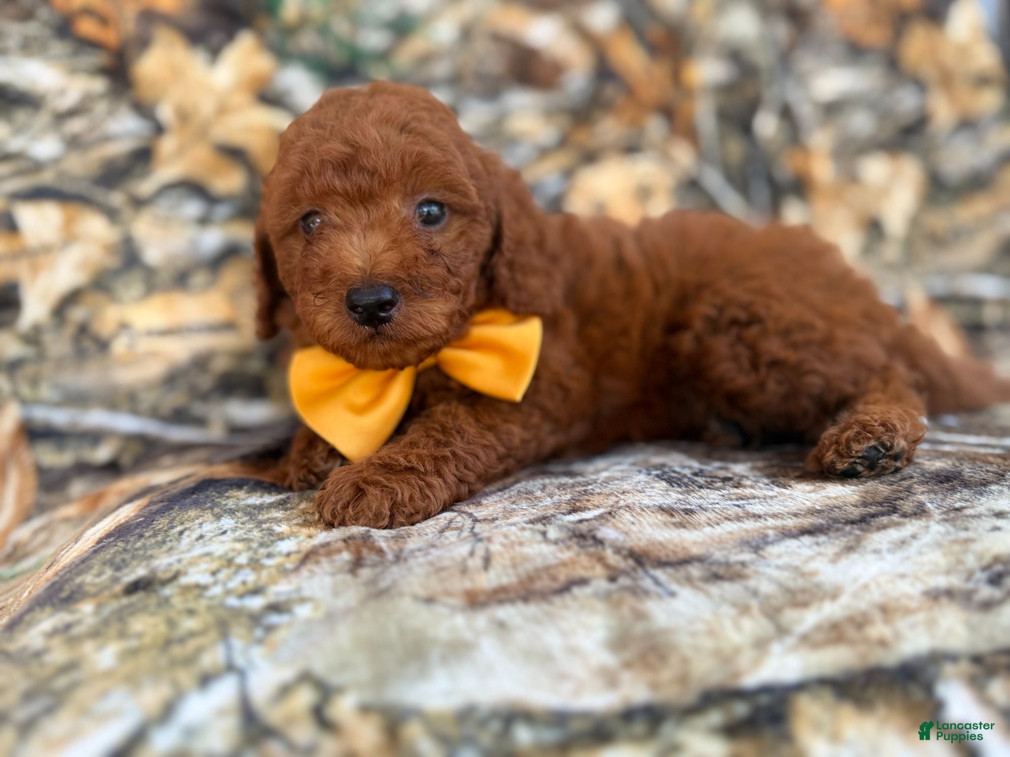 Mini Goldendoodle dogs Luca - Ad 2