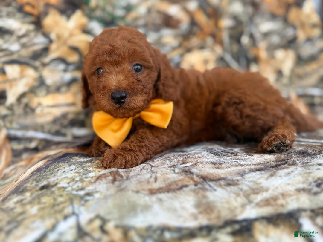 Mini Goldendoodle dogs for sale: Luca - Ad 2