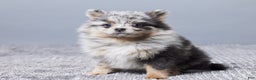 Pomeranian dogs for sale: Sally - Ad 3