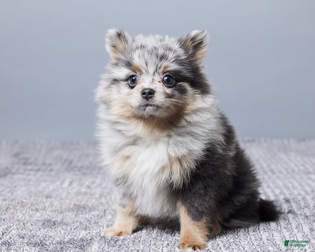 Pomeranian dogs for sale: Sally - Ad 3