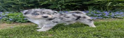 Pomsky dogs for sale: Mr Harley - Ad 3